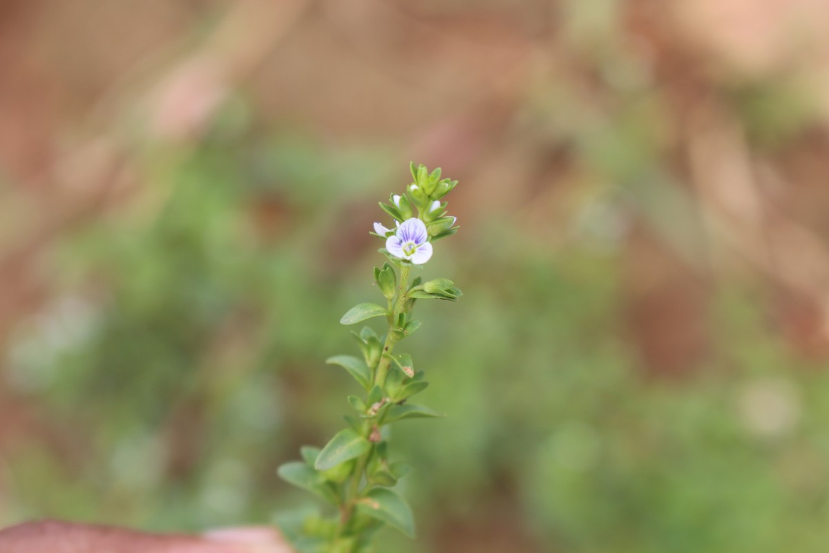 Veronica serpyllifolia L.